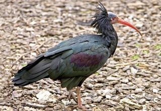 Obrázek z Pohlednice 3D 16cm - ibis skalní 